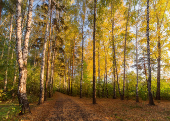 Yellow-green autumn in the Tomsk forest