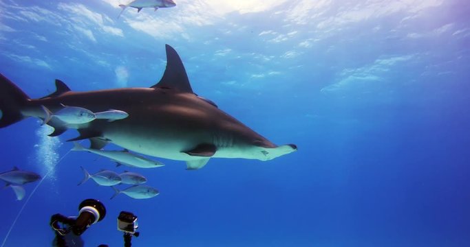 Underwater shooting of sharks swimming in a herd.