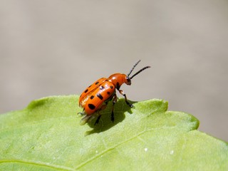 red beetle on green list
