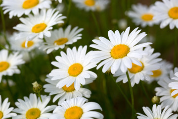Obraz na płótnie Canvas White daisy background.