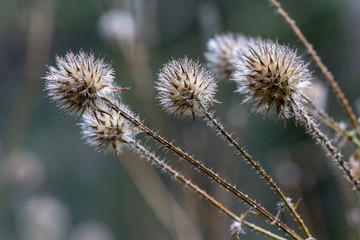 Obraz premium Thistles in Autumn