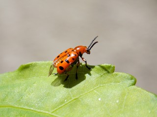 red beetle on green list
