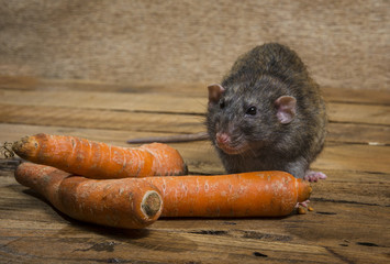 Rat eats a carrot.
