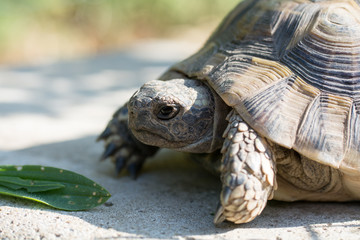 Schildkröte - griechische Landschildkröte