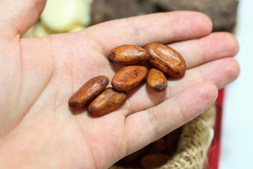 Roasted cocoa beans for the production of chocolate lie on the male palm