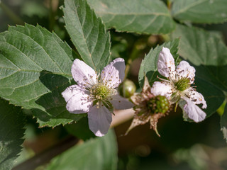 blackberry blossom