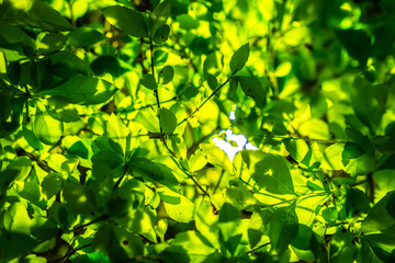 Green leaves at night