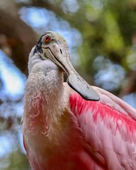 Closeup Portrait of a Roseate Spoonbill Bird in Florida © Susan Rydberg
