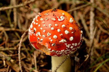Amanita muscaria - detail of toadstool red in the needle