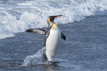 King Penguin Exiting the Water, South Georgia Island, Antarctic
