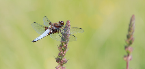  Dragonfly male Libellula depressa, west of Germany