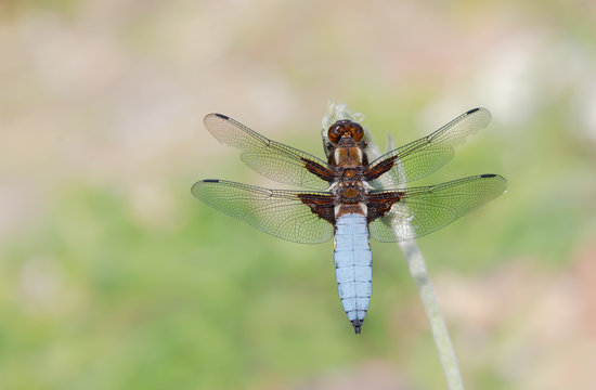 Dragonfly male Libellula depressa, west of Germany
