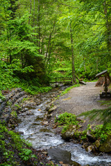 Fototapeta na wymiar Mountain river in the forest in the Carpathians.
