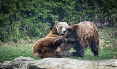 Fototapeta premium Wrestling Bears
