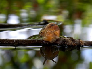 Snail on the branch in the water
