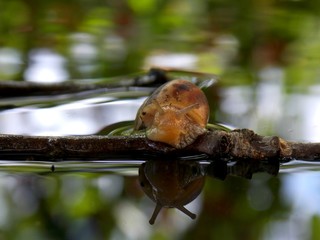 Snail on the branch in the water
