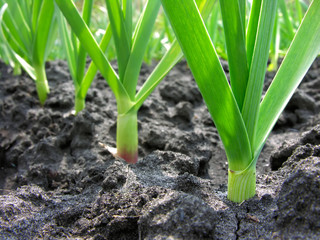  organically cultivated garlic plantation in the vegetable garden,backlit, selective focus on foreground