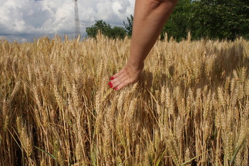 Wheat sprouts in a woman's farmer hand