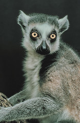 Ringtail Lemur