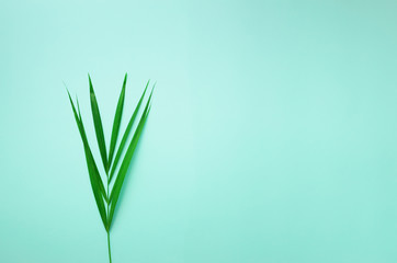 Minimal summer concept. Top view green leaf on punchy pastel paper. Creative flat lay with copy space. Tropical palm leaves on blue background.