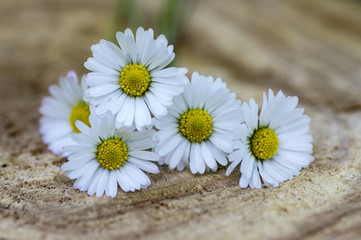 Fototapeta na wymiar Amazing daisies, Bellis perennis flower heads on wooden table, flowering plants with white pink petals and yellow center