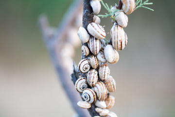 Schnecken - Baumschnecken auf Ast