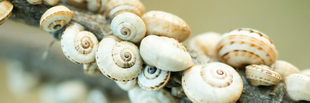 Schnecken - Baumschnecken auf Ast