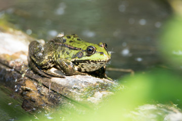 Frog sitting on a log, animal of the wetlands, nature reserve Haff Reimech in Luxembourg, wildlife in Europe