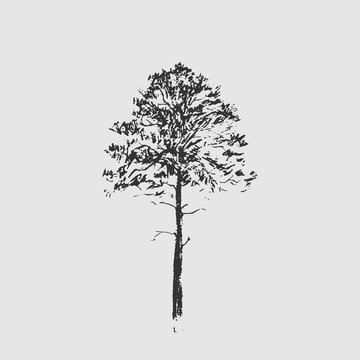 Pine tree. Black line drawing Isolated on light gray background. Hand drawn vector illustration. Pencil sketch.