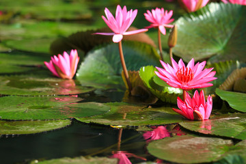 Beautiful pink lotus