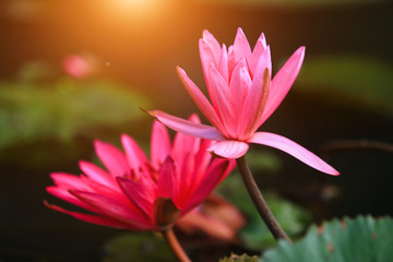 Beautiful pink lotus