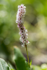 Persicaria affinis small pink white flowers on one stem in bloom