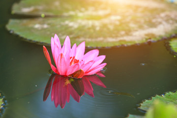 Beautiful pink lotus