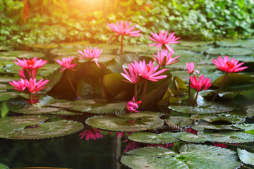 Beautiful pink lotus