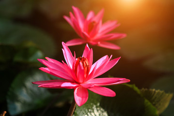 Beautiful pink lotus