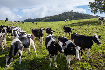 Cow herd in La Plaine des Cafres in Reunion Island