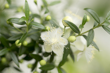 Small beautiful white flowers of myrtle plants on branches with small green leaves with a blurred light background. Growing indoor plants. Close-up