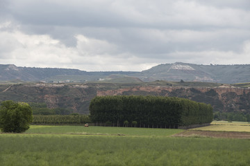 green landscape with trees where a tractor is seen working