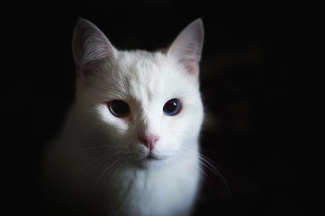 Fototapeta na wymiar Portrait of vhote kitten
