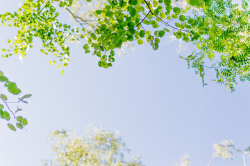 Background from a blue sky and green tree leaves.