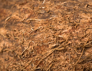 Hairy peel of coconut close-up background image