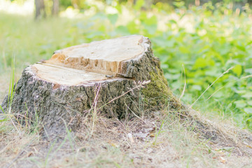Stump from the sawn wood.