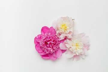 Three wet peonies on a white background