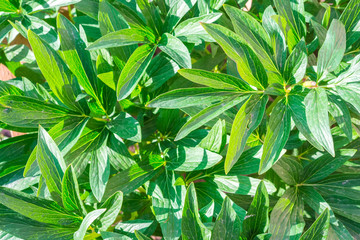Decorative bush flowers of a green plant close-up floral holiday background for a florist, concept of ecology and gardening with copy space for text