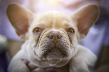 Closed up of brown baby french bulldog.