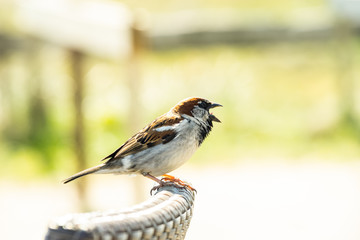 Close-up of a sparrow perching on a garden chair in the sun with a green and yellow background