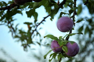 Closeup of delicious ripe plums on tree branch in garden