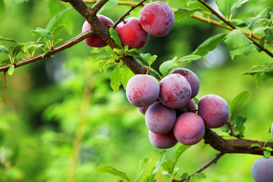 Delicious ripe plums on tree branch in garden