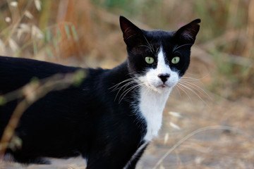 Naklejka na ściany i meble Portrait of feral black-white cat in the countryside