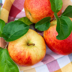Red and yellow ripe apples Gala sort on the kitchen towel